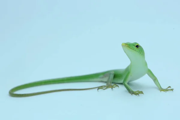 Bir Zümrüt Ağacı Kayması (Lamprolepis smaragdina) günlük aktivitelerine başlamadan önce güneşleniyor.