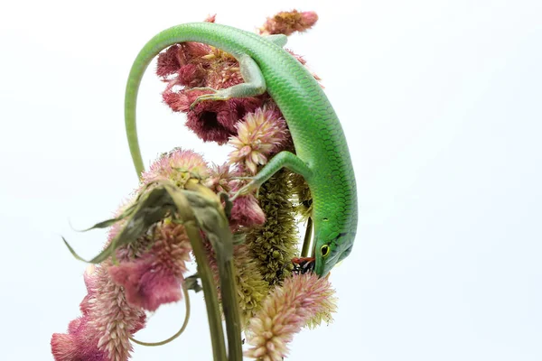 Emerald Tree Skink Lamprolepis Smaragdina Solar Innan Den Börjar Sin — Stockfoto