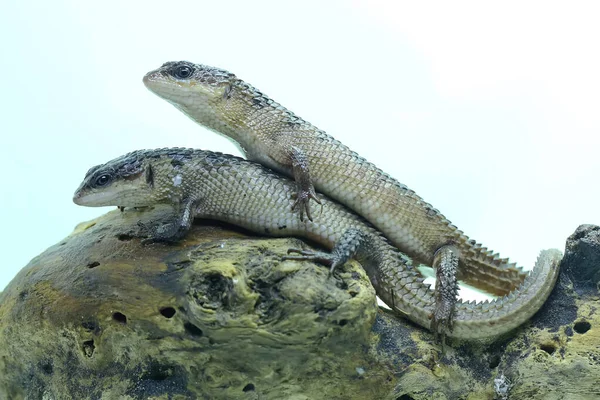 Сулавеси Tripidophorus Apulus Загорают Сухом Дне — стоковое фото