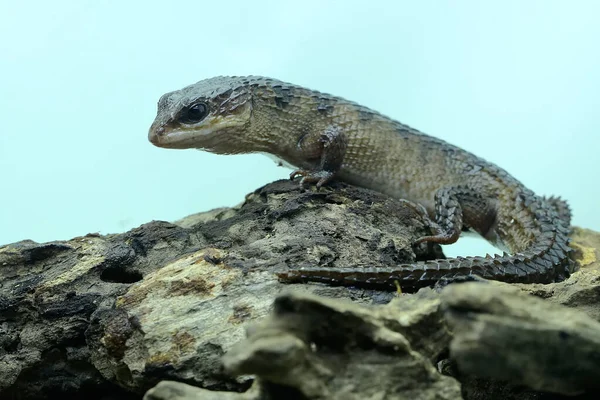 Fregadero Agua Espinosa Sulawesi Tripidophorus Apulus Está Tomando Sol Madera —  Fotos de Stock