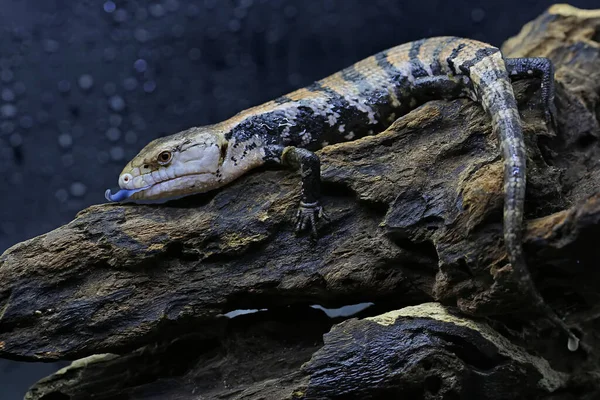 Μια Μπλε Γλώσσα Skink Tiliqua Ξεκινά Τις Καθημερινές Της Δραστηριότητες — Φωτογραφία Αρχείου