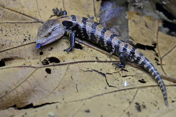 Μια Μπλε Γλώσσα Skink Tiliqua Ξεκινά Τις Καθημερινές Της Δραστηριότητες — Φωτογραφία Αρχείου