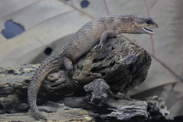 Moustached crested lizard Stock Photos, Royalty Free Moustached crested lizard Images | Depositphotos Moustached crested lizard Stock Photos, Royalty Free Moustached crested lizard Images | Depositphotos