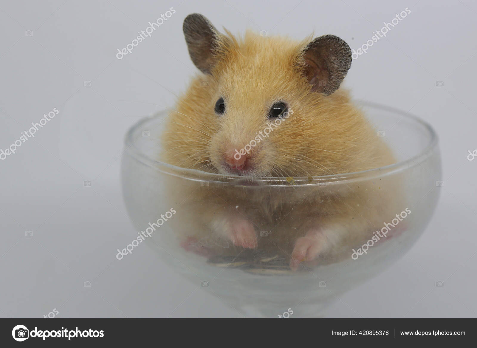 Syrian Hamster (Mesocricetus auratus)