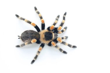 Bir tarantula saldırgan davranışlar sergiliyor..
