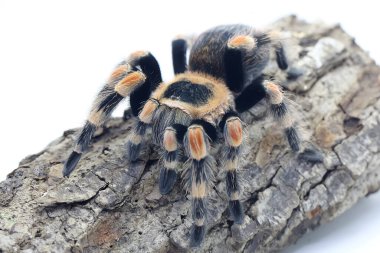 Bir tarantula saldırgan davranışlar sergiliyor..