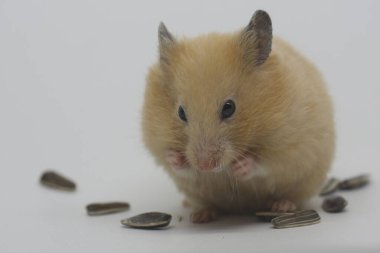 Suriyeli bir hamster (Mezocricetus auratus) ayçekirdeği yiyor.