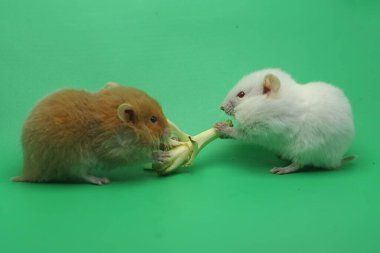 İki Suriyeli hamster (Mezocricetus auratus) yabani bir çiçeği yiyorlar.