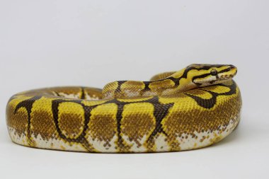 Bir piton pitonu (Python regülasyonu) vücudunu sarar ve çevresini gözetir..