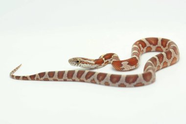 Bir mısır yılanı (Pantherophis guttatus) saldırıya hazırdır..