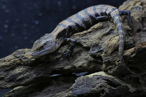 Blue Tongued Skink Tiliqua Starting Its Daily Activities — Stock Photo, Image