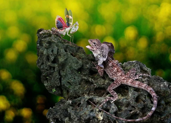 Soa payung (Chlamydosaurus kingii) bir peygamber devesi yakalamaya çalışıyor..