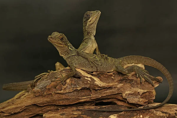 Two Baby Sail Fin Dragons Hydrosaurus Sunbathing Dry Wood — Stock Photo, Image