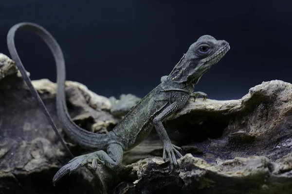 Baby Sail Fin Dragons Hydrosaurus Sunbathing Dry Wood — Stock Photo, Image