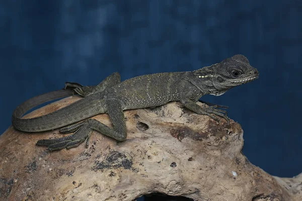 Bebé Vela Dragones Aleta Hydrosaurus Están Tomando Sol Madera Seca — Foto de Stock