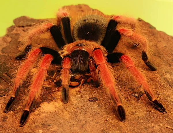 Een Tarantula Vertoont Agressief Gedrag — Stockfoto