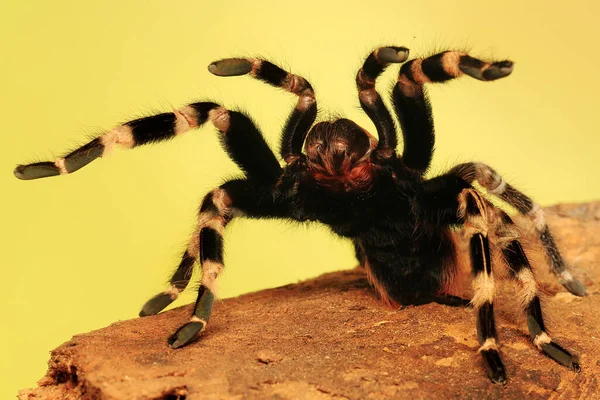 Tarantula Agresszív Viselkedést Mutat — Stock Fotó