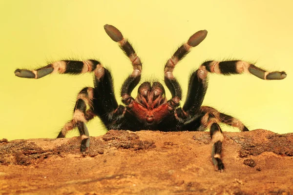 Een Tarantula Vertoont Agressief Gedrag — Stockfoto