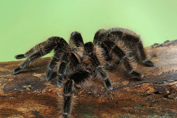 Una Tarántula Muestra Comportamiento Agresivo — Foto de Stock