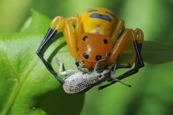 Küçük bir örümcek başka bir böceği yiyor..