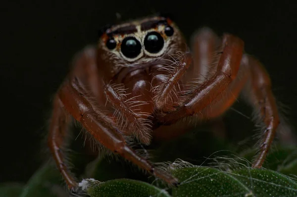 Skákající Pavouk Čeká Svou Kořist — Stock fotografie