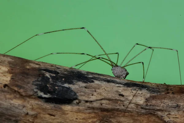 Une Mère Araignée Longues Pattes Transporte Ses Œufs Partout Elle — Photo