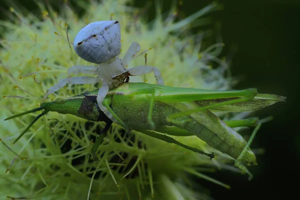 Een Kleine Spin Eet Een Ander Insect — Stockfoto