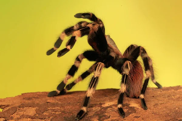 Een Tarantula Vertoont Agressief Gedrag — Stockfoto