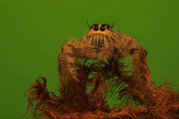 Μια Αράχνη Που Πηδάει Περιμένει Θήραμά Της — Φωτογραφία Αρχείου