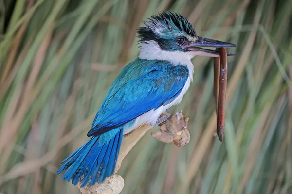 Martin Pêcheur Todiramphus Sanctus Mange Une Anguille — Photo