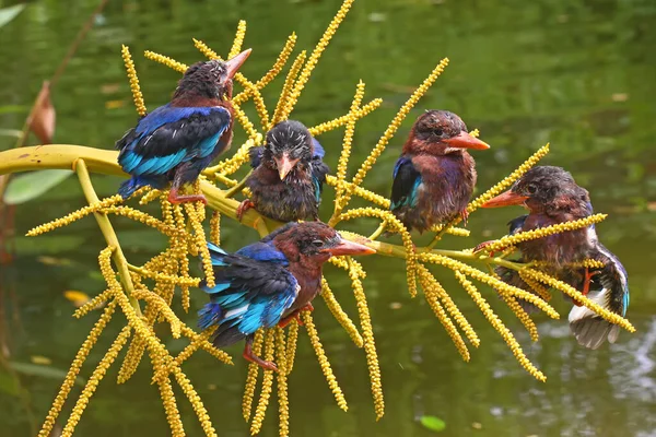 Group Kingfisher Halcyon Cyanoventris Perched Dry Wood Middle Pond — Stock Photo, Image