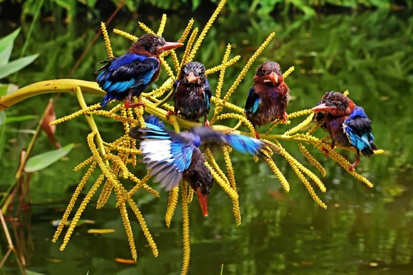 Eine Eisvogelgruppe Halcyon Cyanoventris Hockte Auf Trockenem Holz Inmitten Eines — Stockfoto