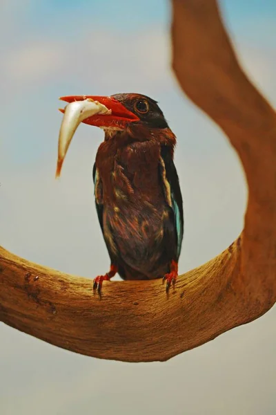 Kingfisher Eating Fish Its Catch — Stock Photo, Image