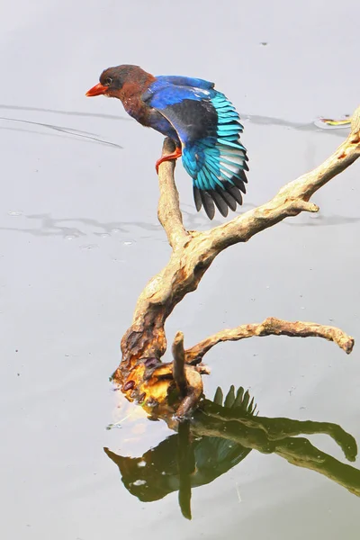 Kingfisher Halcyon Cyanoventris Perched Dry Wood Middle Pond — Stock Photo, Image