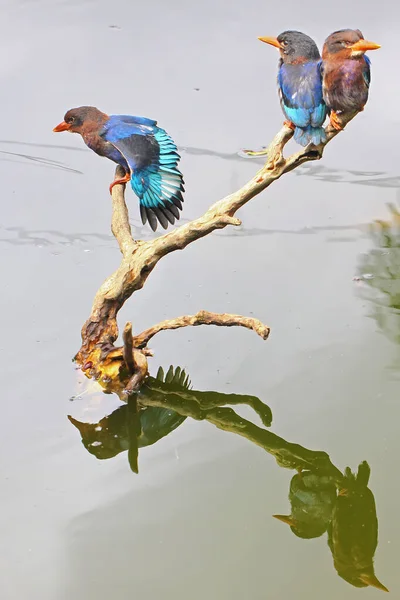 Trois Martins Pêcheurs Sont Perchés Sur Bois Altéré Pour Espionner — Photo