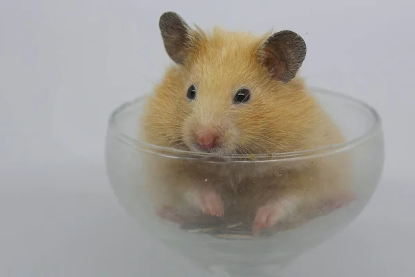 Suriyeli Bir Hamster Mezocricetus Auratus Ayçekirdeği Yiyor — Stok fotoğraf