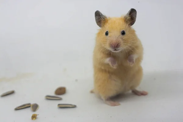 Suriyeli Bir Hamster Mezocricetus Auratus Ayçekirdeği Yiyor — Stok fotoğraf