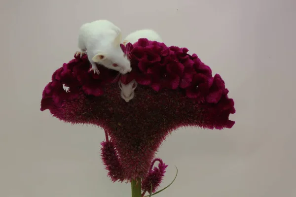 Dos Ratones Blancos Jóvenes Están Jugando Una Flor — Foto de Stock
