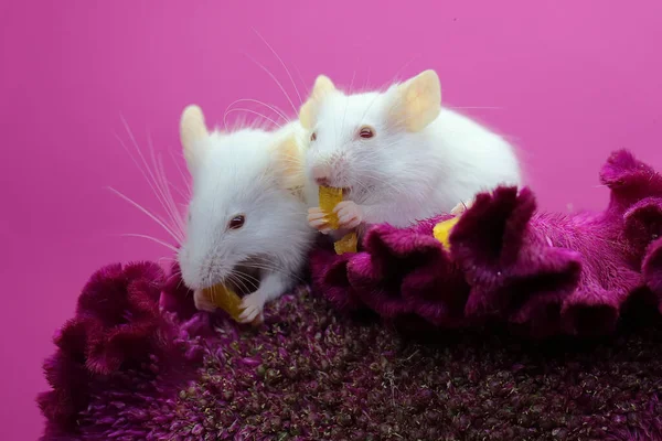 Twee Jonge Witte Muizen Spelen Een Bloem — Stockfoto