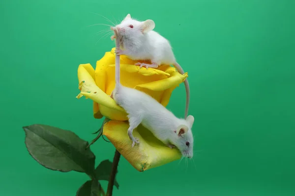 Twee Jonge Witte Muizen Spelen Een Bloem — Stockfoto
