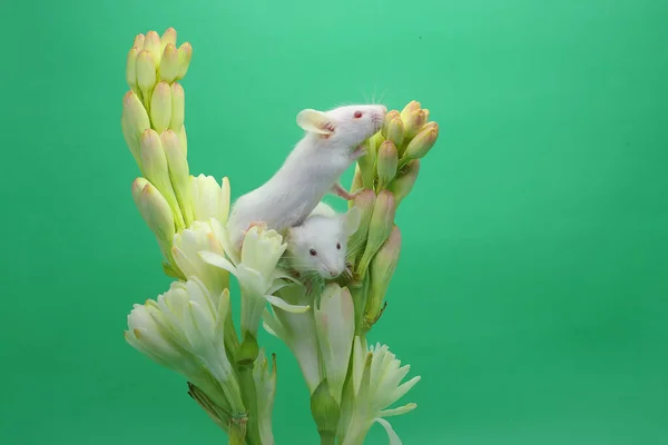 Twee Jonge Witte Muizen Spelen Een Bloem — Stockfoto