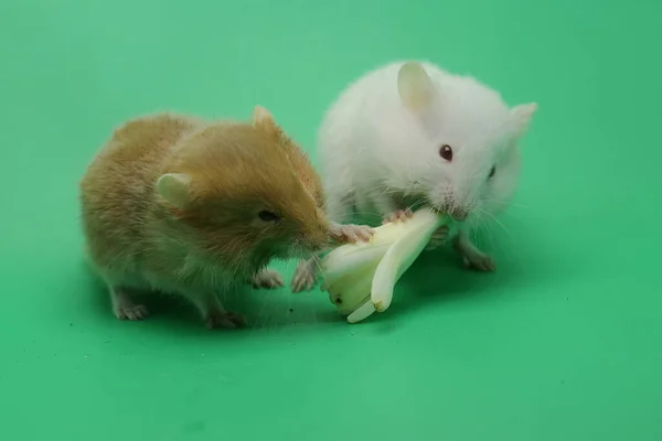 Due Criceti Siriani Mesocricetus Auratus Stanno Mangiando Fiore Selvatico — Foto Stock