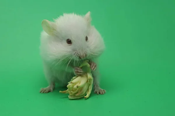 Een Jonge Syrische Hamster Eet Geboterde Cassave Chips Wilde Bloemen — Stockfoto