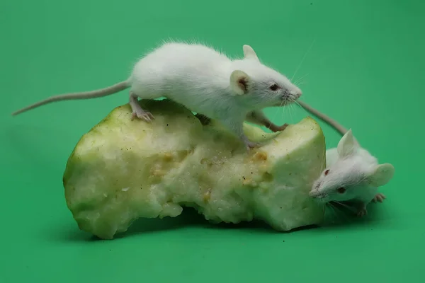 Twee Jonge Witte Muizen Eten Een Guajava — Stockfoto