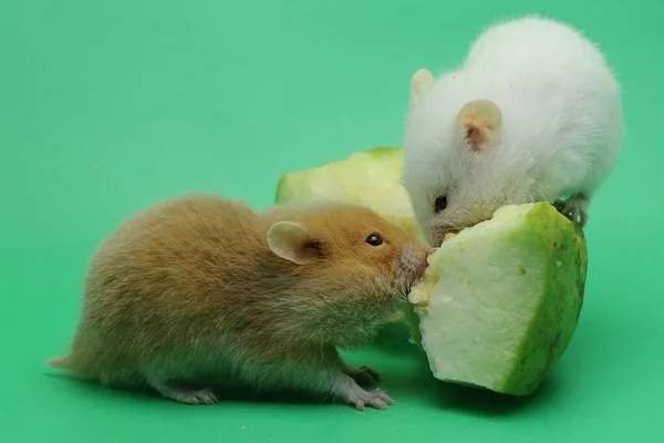 Twee Jonge Syrische Hamsters Eten Guajava — Stockfoto