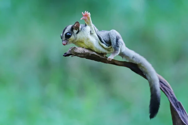 Bir şeker planörü yıpranmış bir kütükten atlamaya hazırlanıyor..