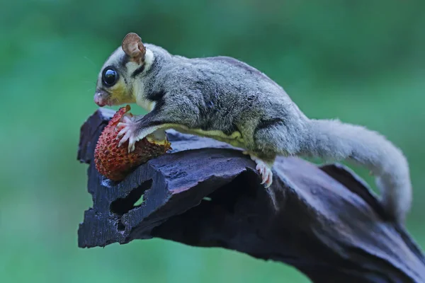 砂糖グライダーは木の上でライチを食べる — ストック写真