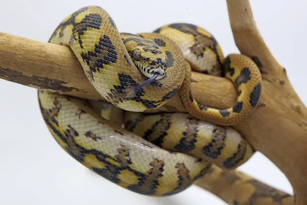 Uma Pitão Uma Cobra Enrolada Madeira Intemperizada — Fotografia de Stock