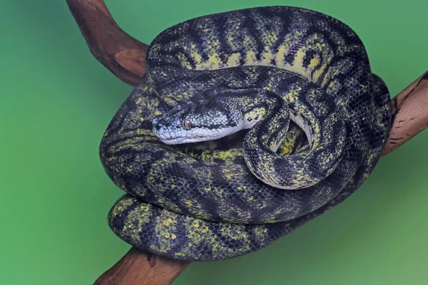 Uma Pitão Uma Cobra Enrolada Madeira Intemperizada — Fotografia de Stock