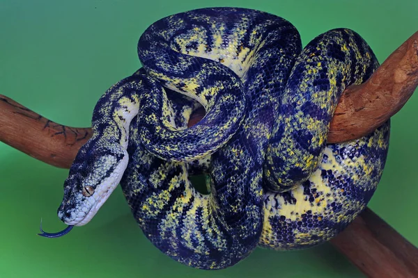 Uma Pitão Uma Cobra Enrolada Madeira Intemperizada — Fotografia de Stock